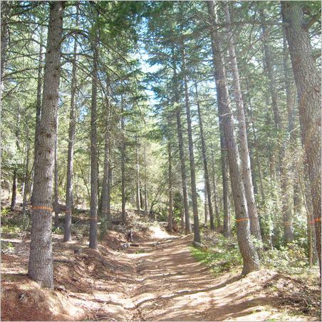 path-pines